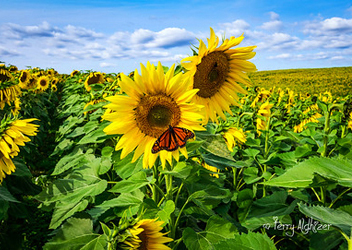Monarch On Sunflowers By Terry Aldhizer